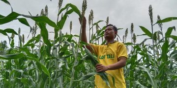Salah satu warga LDII, kini bergiat membudidayakan tanaman sorgum, yang menjadi lima makanan pokok dunia selain padi, jagung, gandum, dan barley. Foto: LINES.