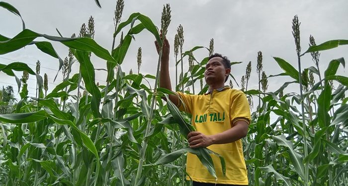 Salah satu warga LDII, kini bergiat membudidayakan tanaman sorgum, yang menjadi lima makanan pokok dunia selain padi, jagung, gandum, dan barley. Foto: LINES.