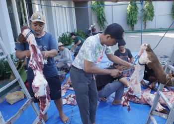 Panitia kurban memotong daging sapi pada perayaan Idul Adha 1445 H di Komplek Kantor DPW LDII Jawa Timur, Selasa (18/6). Dok: LINES.