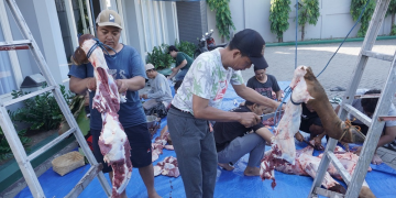 Panitia kurban memotong daging sapi pada perayaan Idul Adha 1445 H di Komplek Kantor DPW LDII Jawa Timur, Selasa (18/6). Dok: LINES.